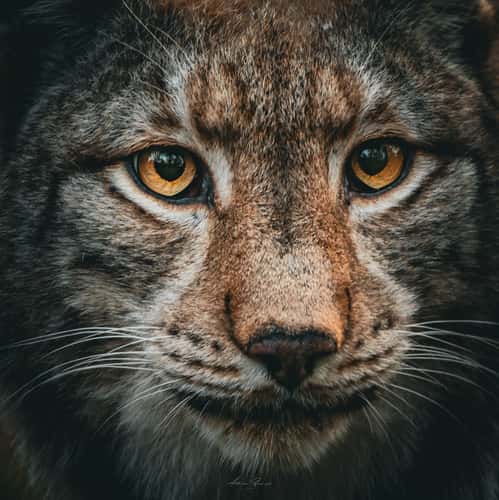 Wildpark Alte Fasanerie Hanau
