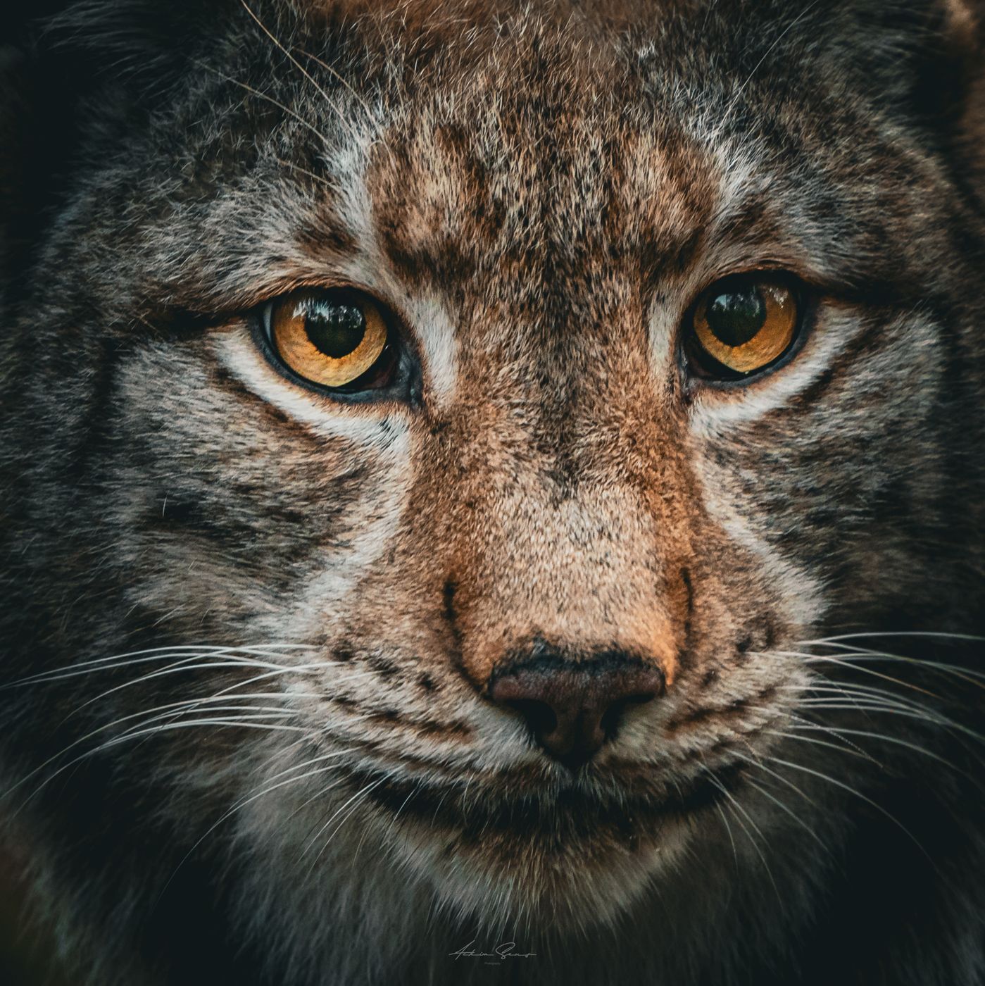 Wildpark Alte Fasanerie Hanau, Germany