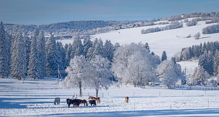 At the retirement home for horses in the Swiss Jura