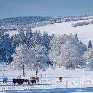 At the retirement home for horses in the Swiss Jura, Switzerland