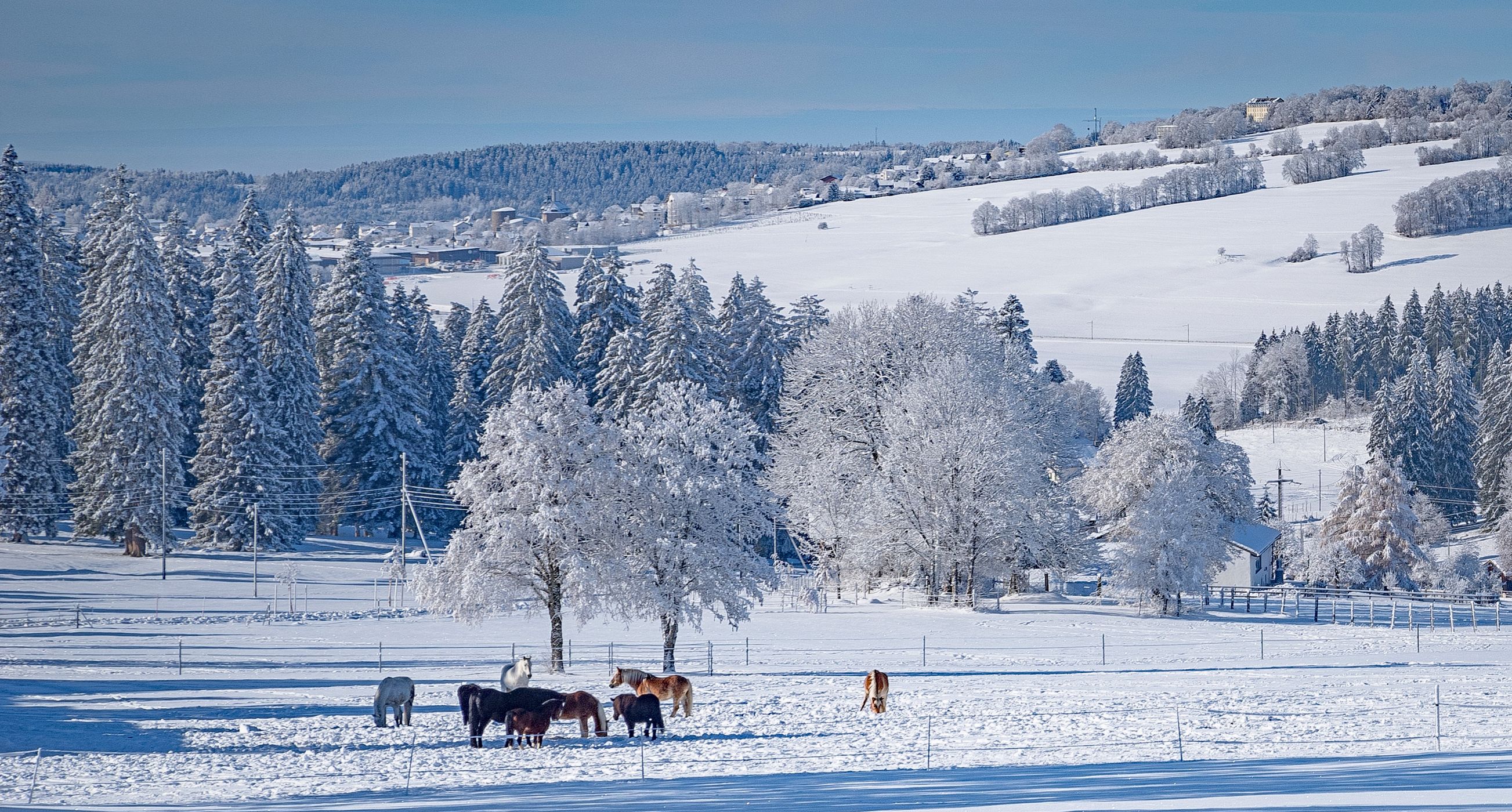 At the retirement home for horses in the Swiss Jura, Switzerland