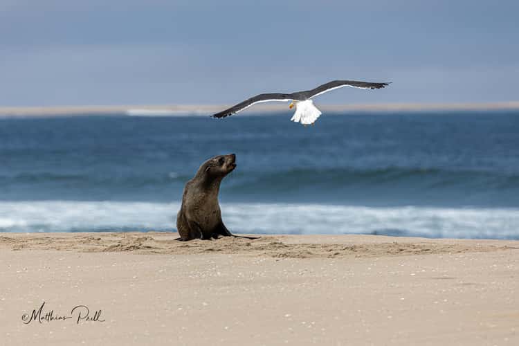 At walvis bay beach