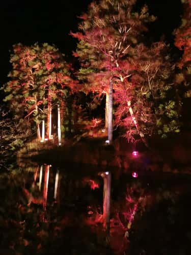 Bedgebury Pinetum / Forest