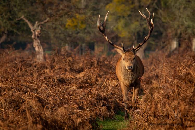 Bushy Park
