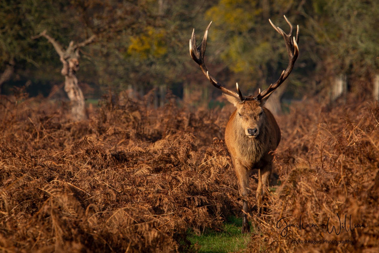 Bushy Park, United Kingdom