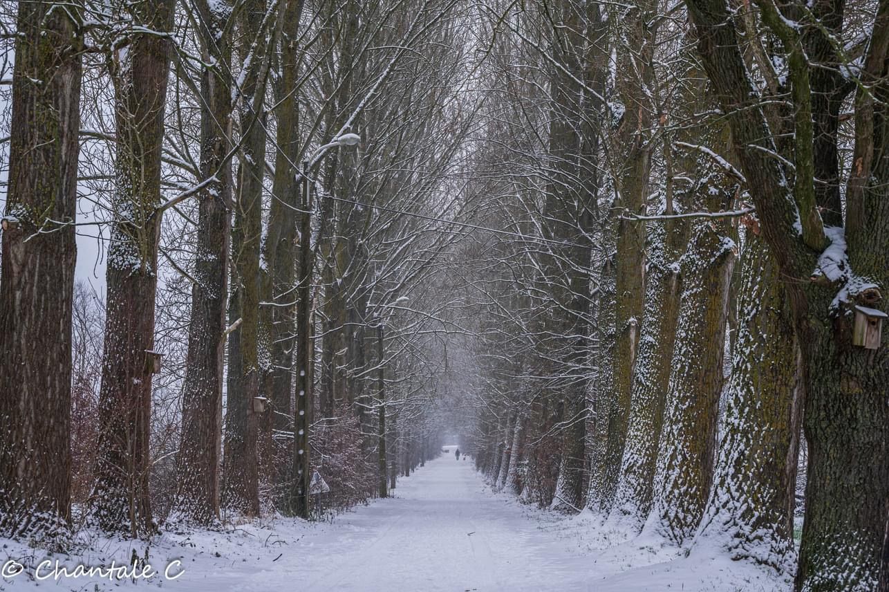 Dreef in de winter, Belgium