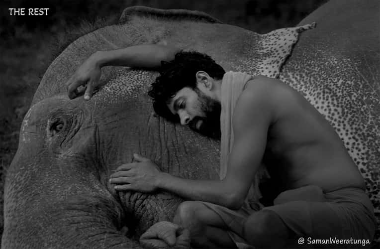 Elephant And Mahout Resting Near Sigiriya Lion Rock