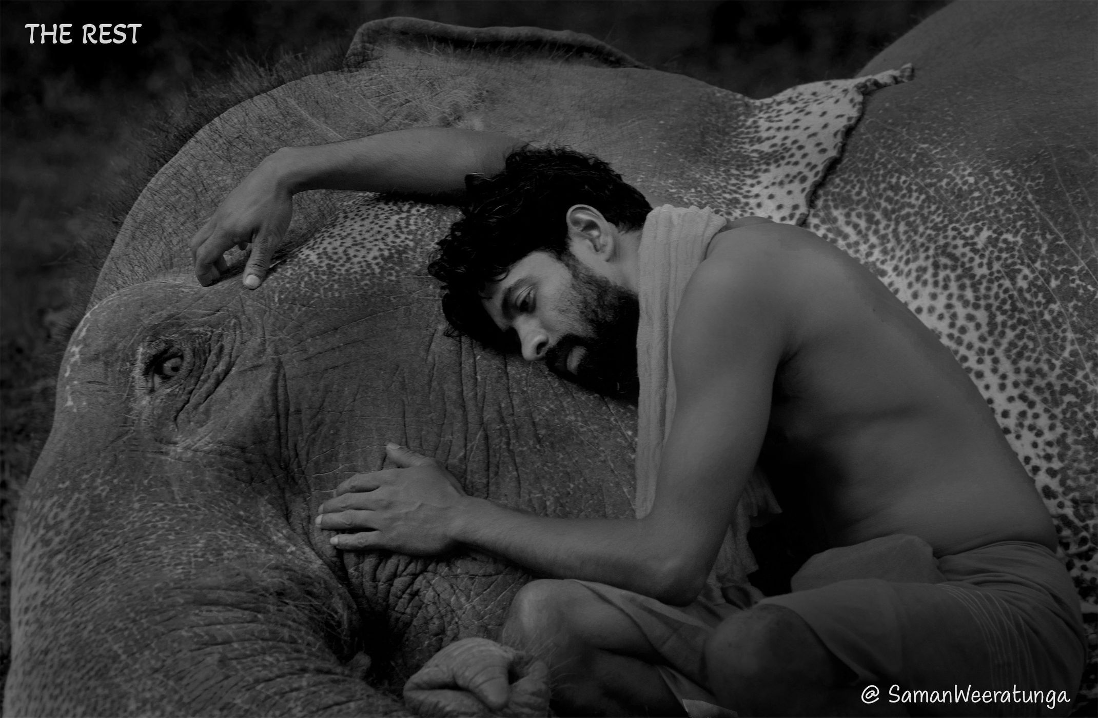 Elephant And Mahout Resting Near Sigiriya Lion Rock, Sri Lanka