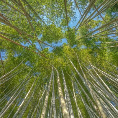 Fushimi Inari Bamboo Forest, Japan