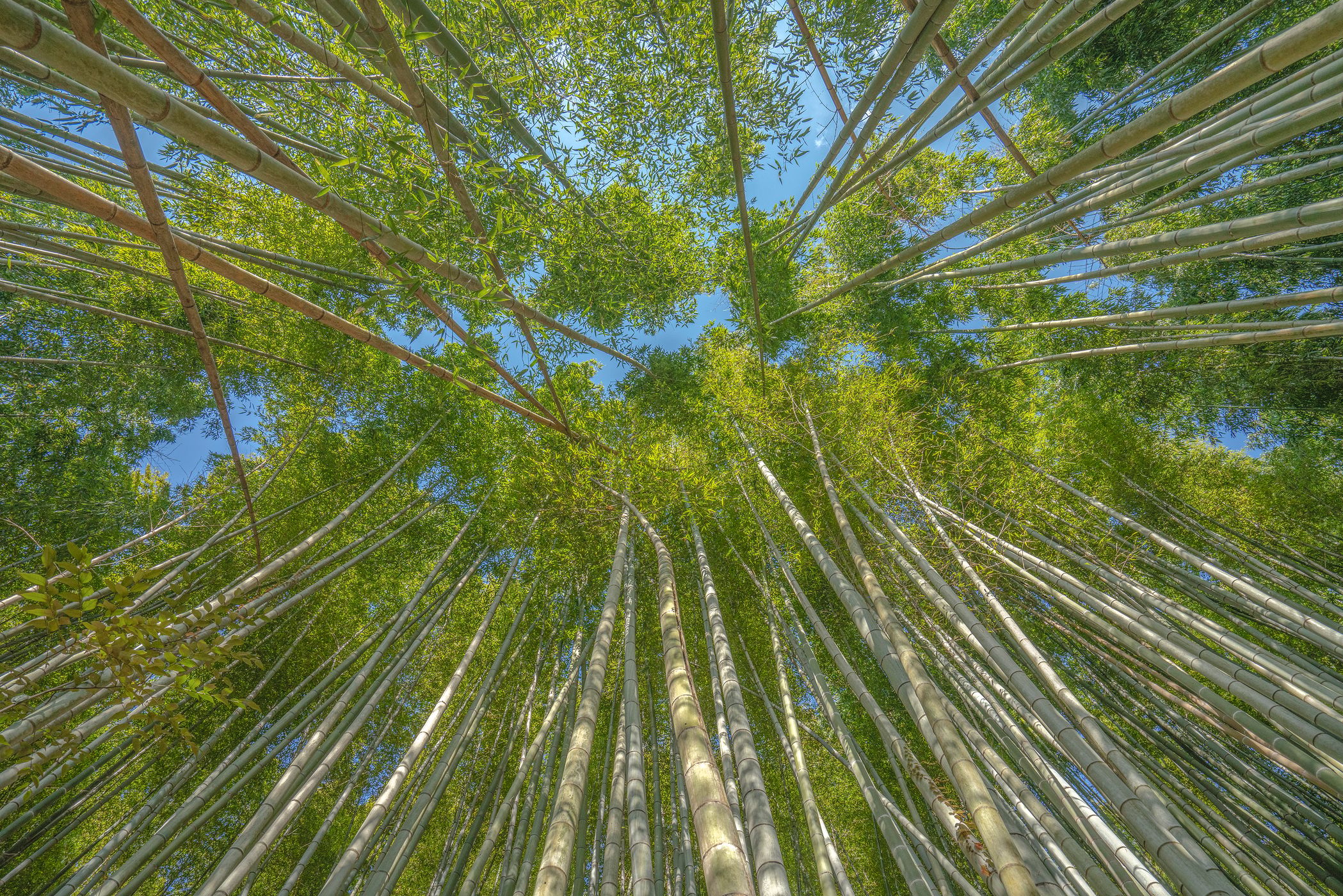 Fushimi Inari Bamboo Forest, Japan