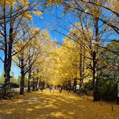 Gingko avenue, Japan