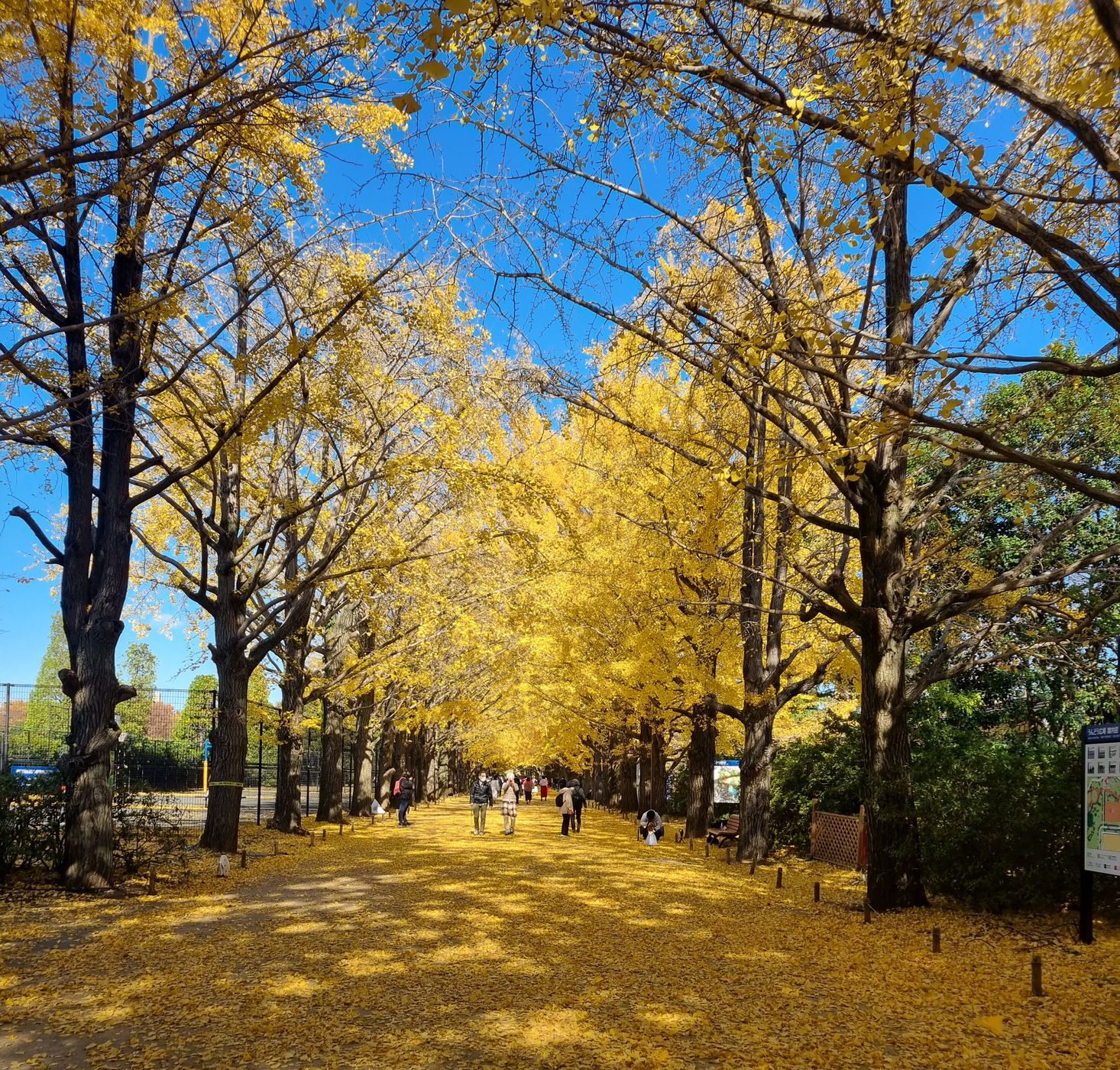 Gingko avenue, Japan
