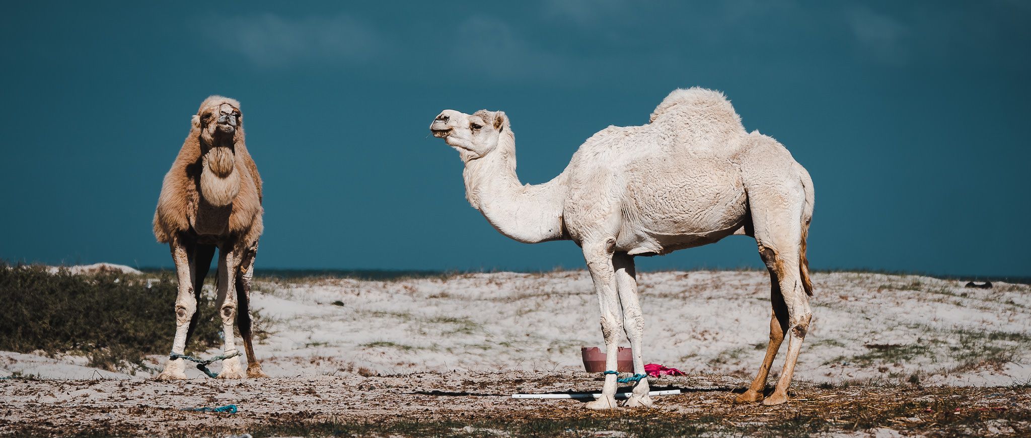 Greater Flamingo Island, Djerba, Tunisia, Tunisia