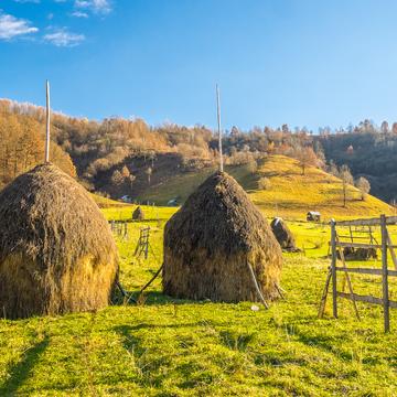 Hay drying and storing near Botiza, Romania