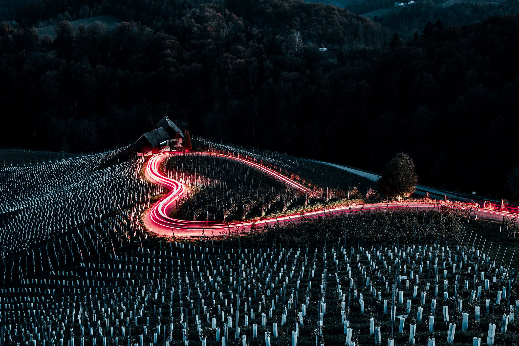 Heart in the vineyards, Slovenia, Slovenia