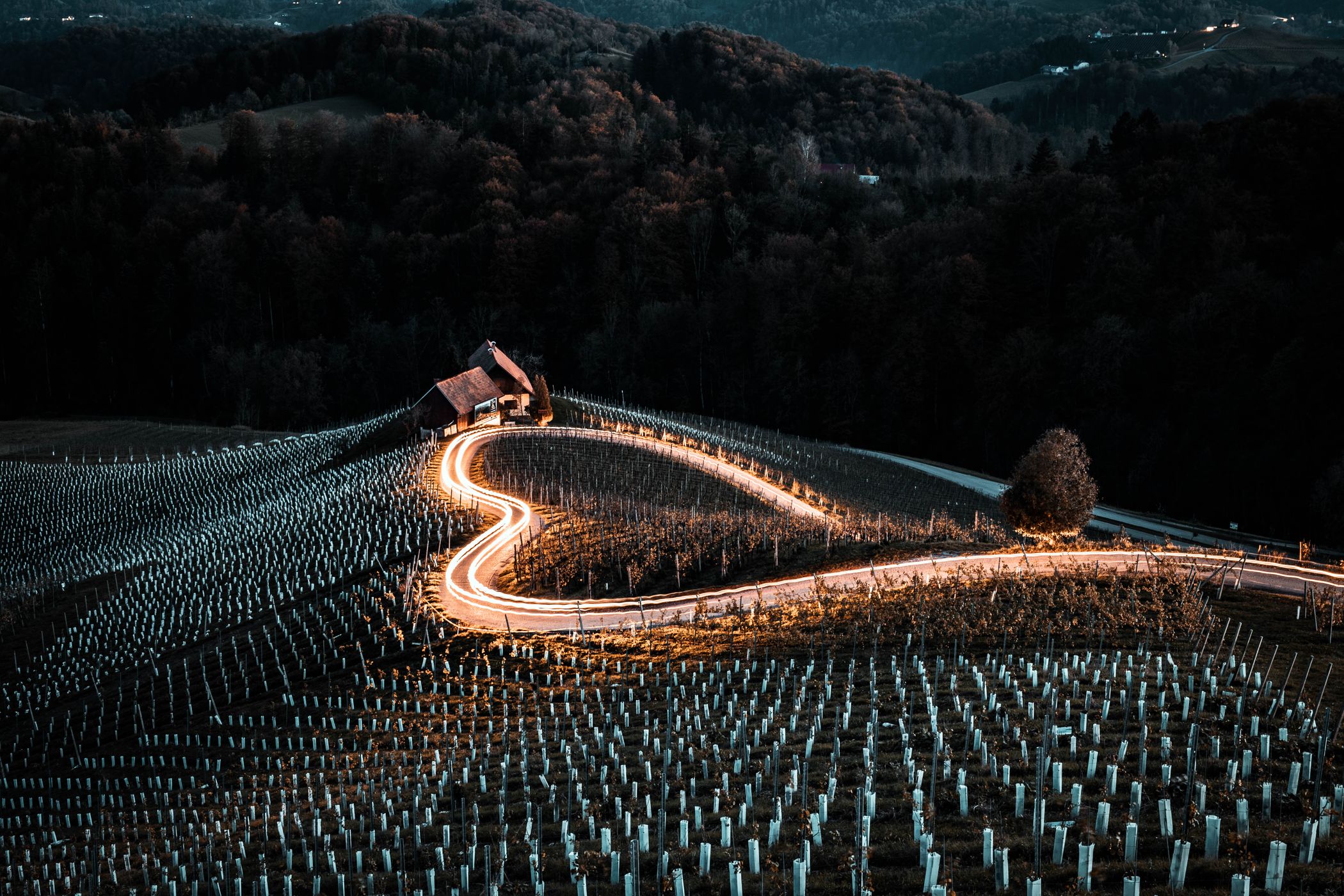 Heart in the vineyards, Slovenia, Slovenia