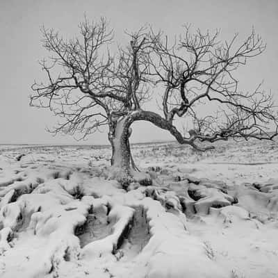 Lone Tree, United Kingdom
