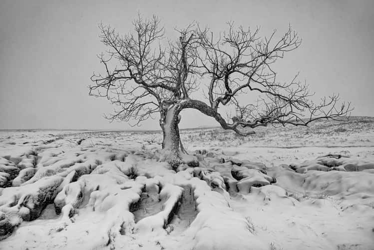 Lone Tree