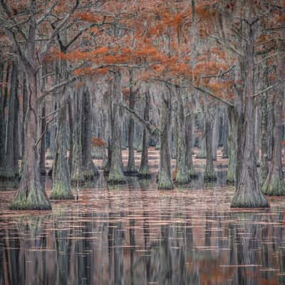 swamp view from the fishing dock, USA