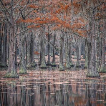 swamp view from the fishing dock, USA