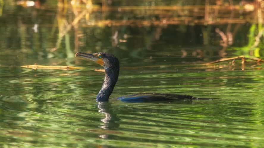 Baggerweier Biodiversum Haff Réimech