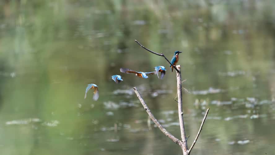 Baggerweier Biodiversum Haff Réimech