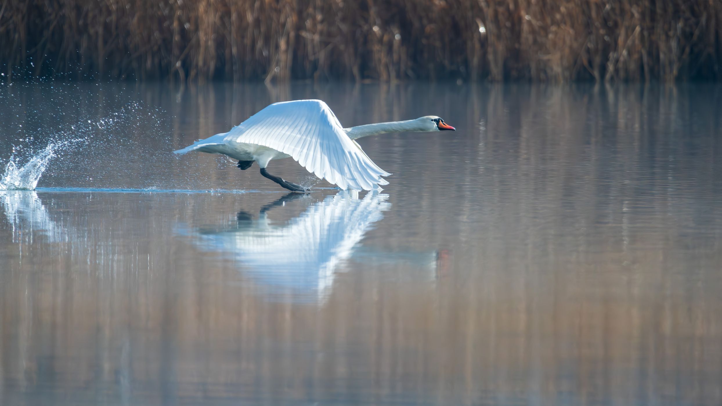 Baggerweier Biodiversum Haff Réimech, Luxembourg