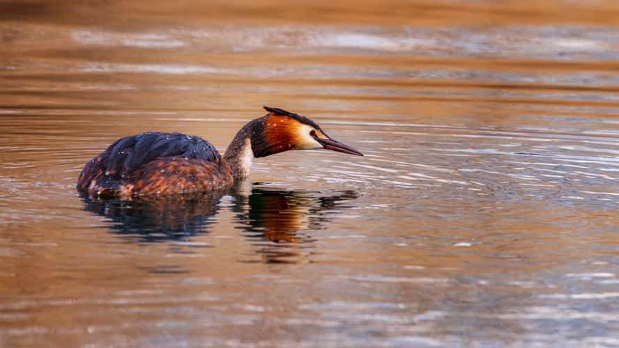 Baggerweier Biodiversum Haff Réimech