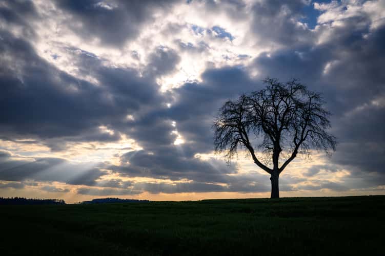 Einsamer Baum