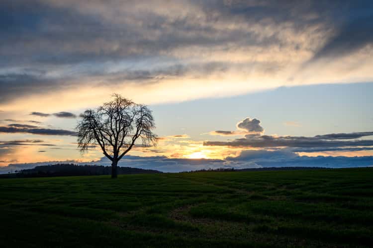 Einsamer Baum