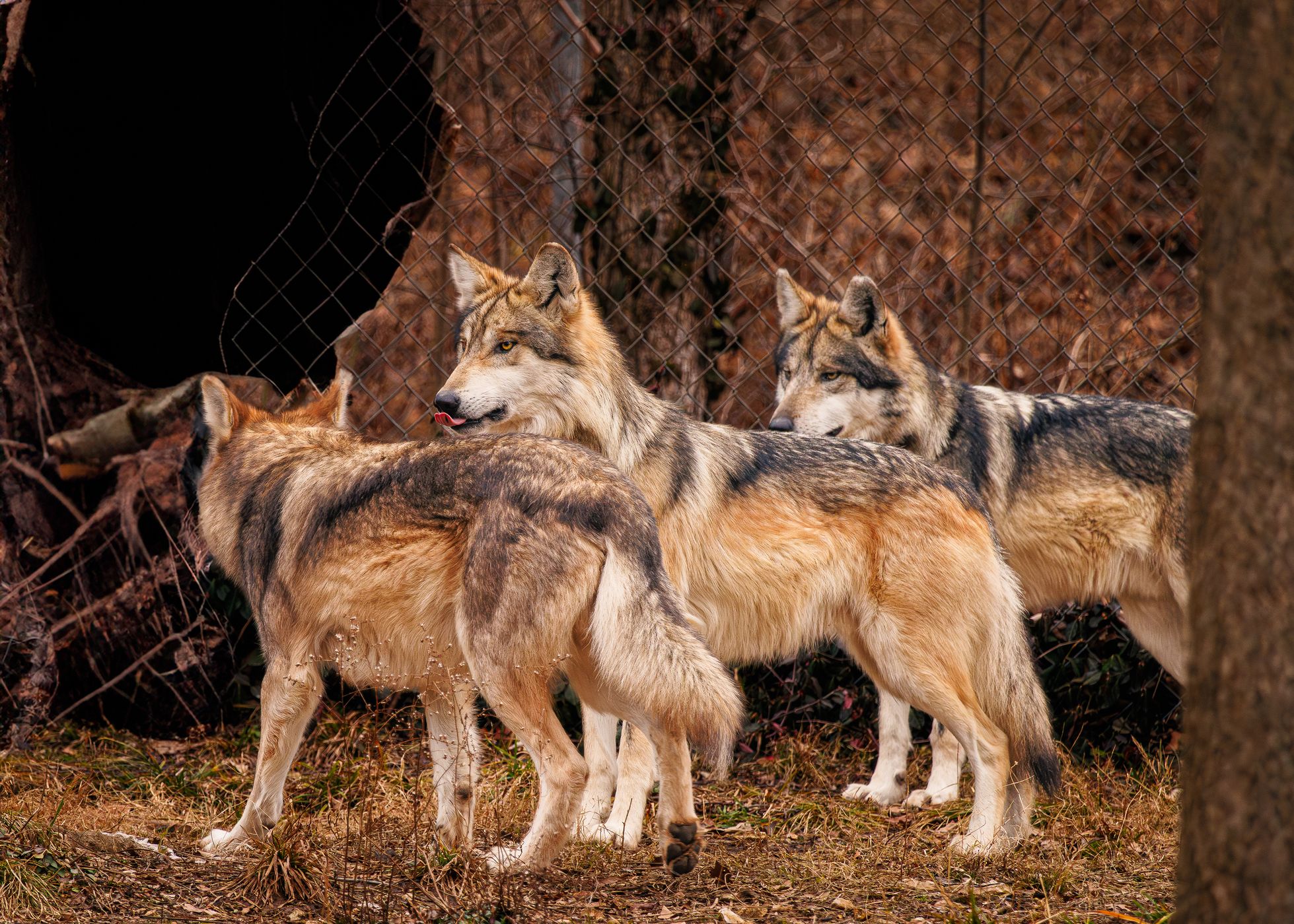 Endangered Wolf Center, USA