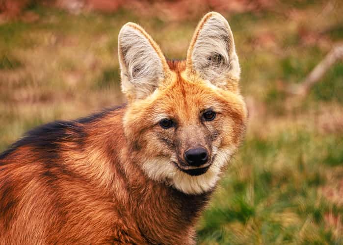 Endangered Wolf Center