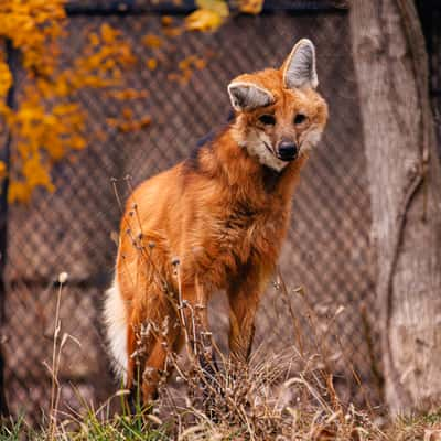 Endangered Wolf Center, USA