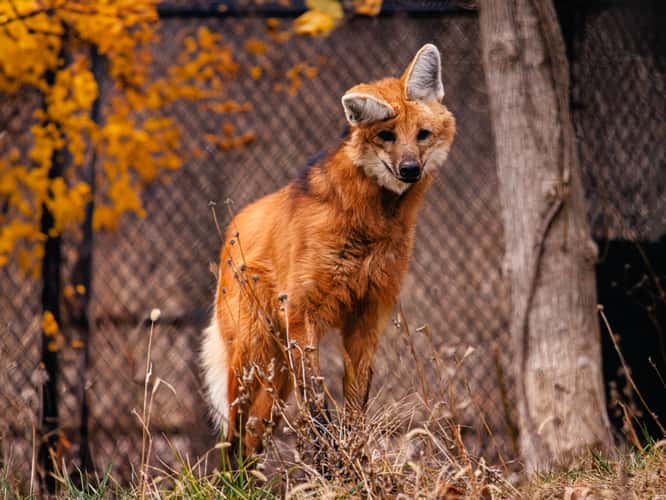 Endangered Wolf Center