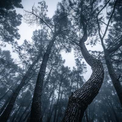 Forest, Bulgaria