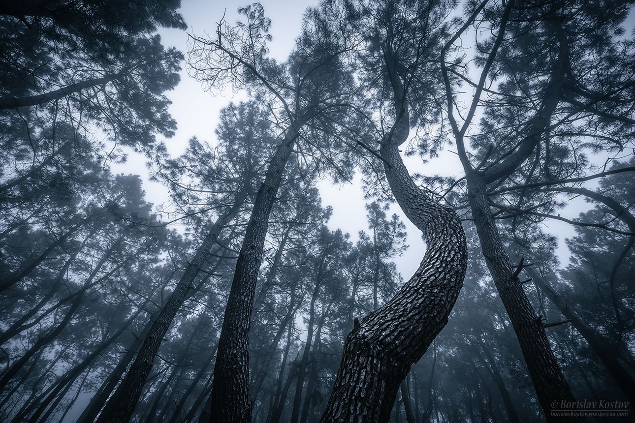 Forest, Bulgaria