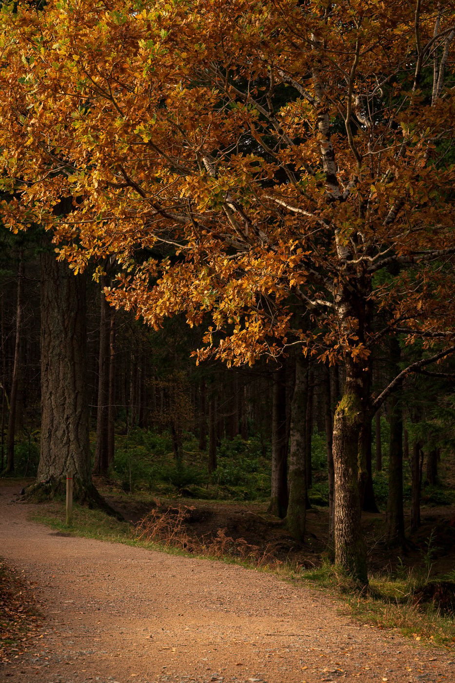 Glencoe Lochan, United Kingdom
