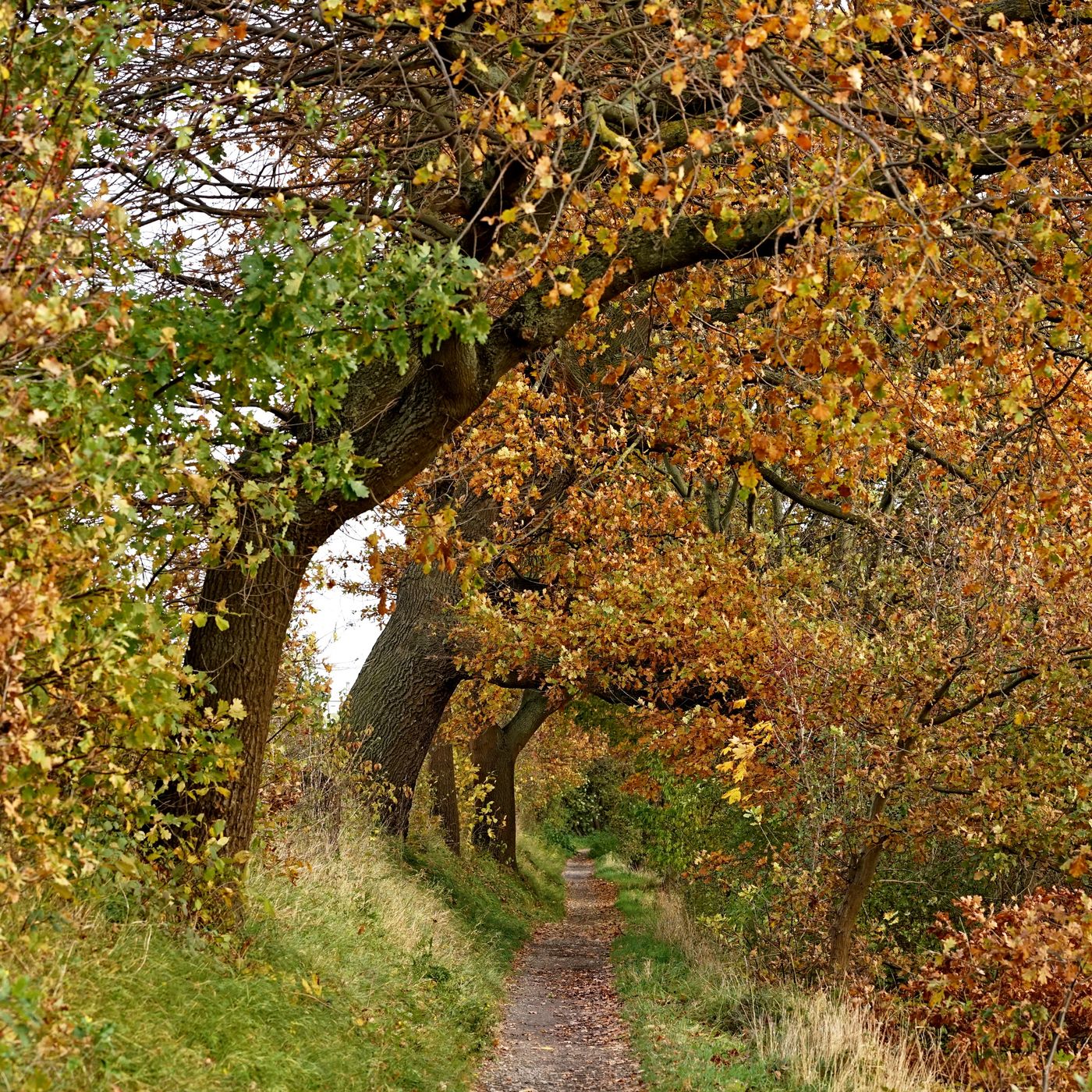 Leinemasch, Hannover, Germany