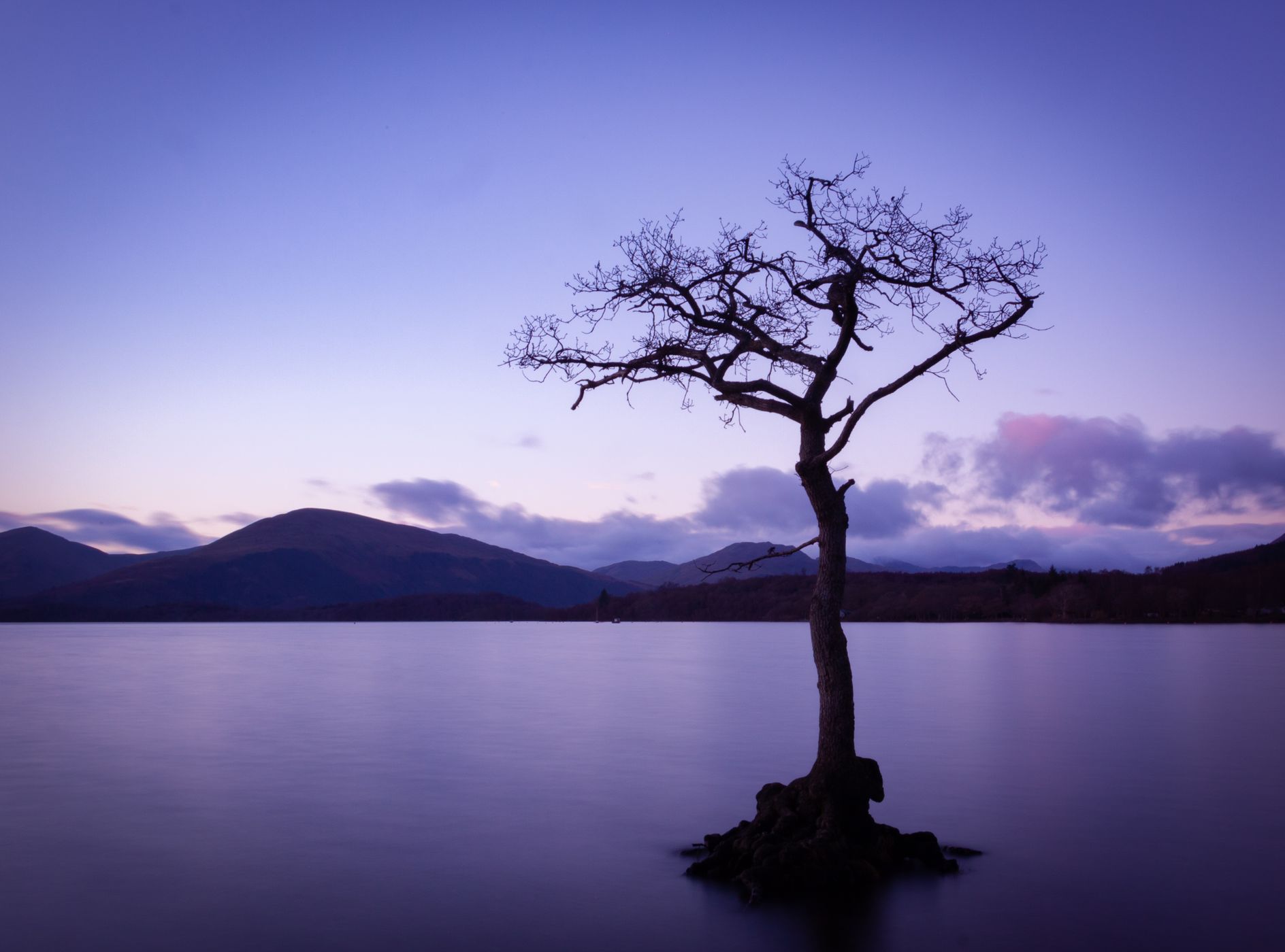The lonely tree of Milarochy Bay, United Kingdom