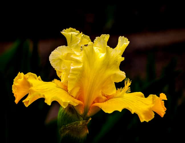 Missouri Botanical Garden