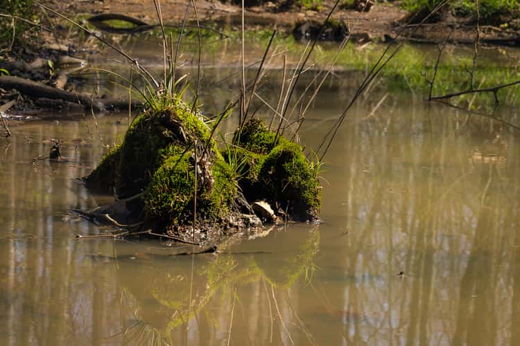 Shaw Nature Reserve