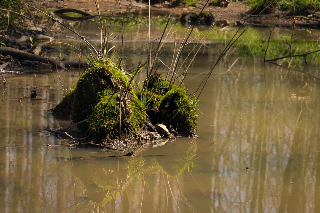 Shaw Nature Reserve, USA