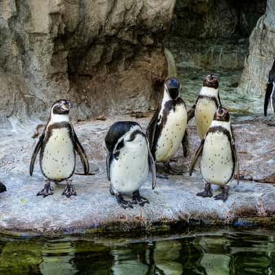 St. Louis Zoo, USA