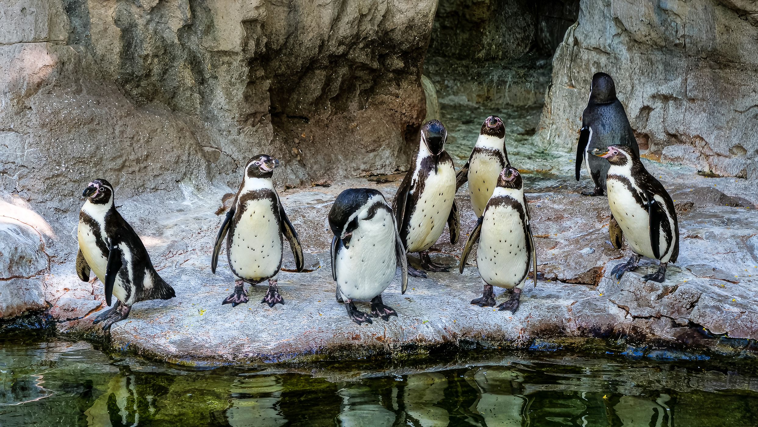 St. Louis Zoo, USA