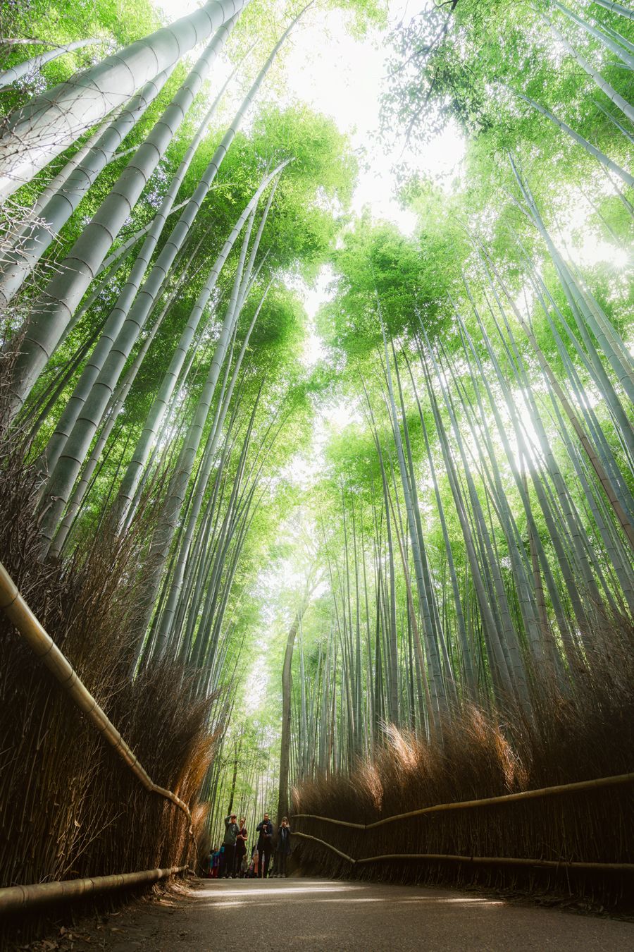 Arashiyama Bamboo Forest, Japan