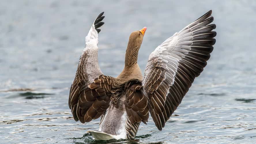Baggerweier Biodiversum Haff Réimech