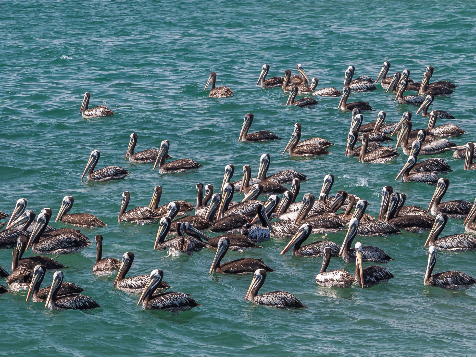 Bay at Huasco, Chile