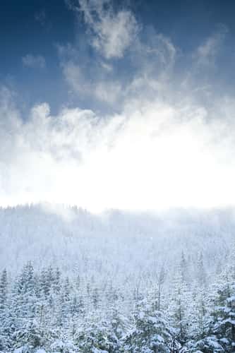 Feldsee, Black Forest