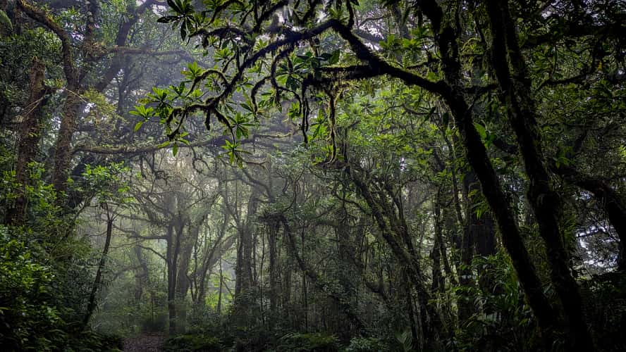 Jungle in Monte Verde National Park, Costa Rica