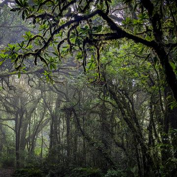 Jungle in Monte Verde National Park, Costa Rica, Costa Rica